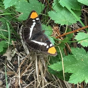 Meet your Posher, Victoria